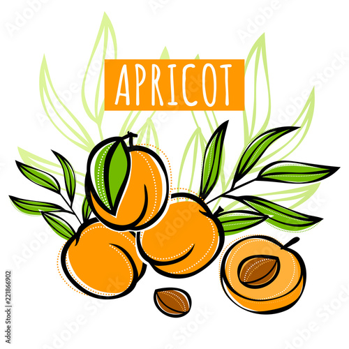 Vector sketch apricot fruit decorated with leaves. Hand drawn vector illustration for labels, restaurant menu, market label or package or another design. © Lookinout