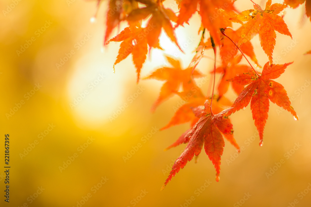autumnal background, slightly defocused red maple leaves with water drops autumnal background, slightly defocused red maple leaves with water drops