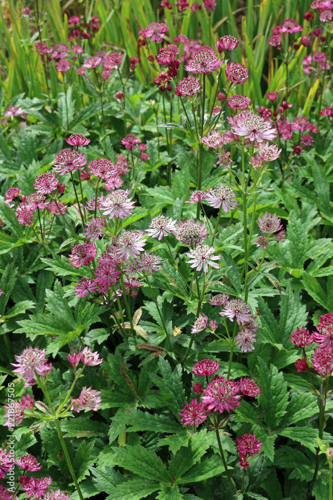 Pink Astrantia flowers in a flower bed
