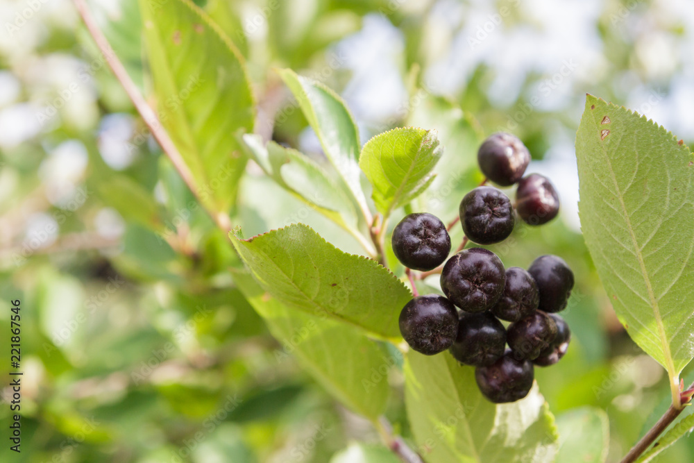 Black chokeberry Bush in summer with Mature berries