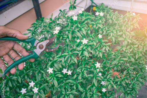 Career gardener asian man cutting branchin garden in nature.close up photo