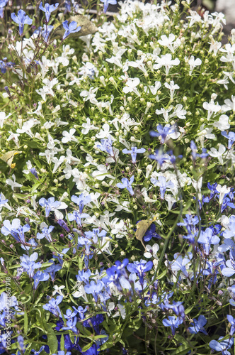 Colorful flowers in garden