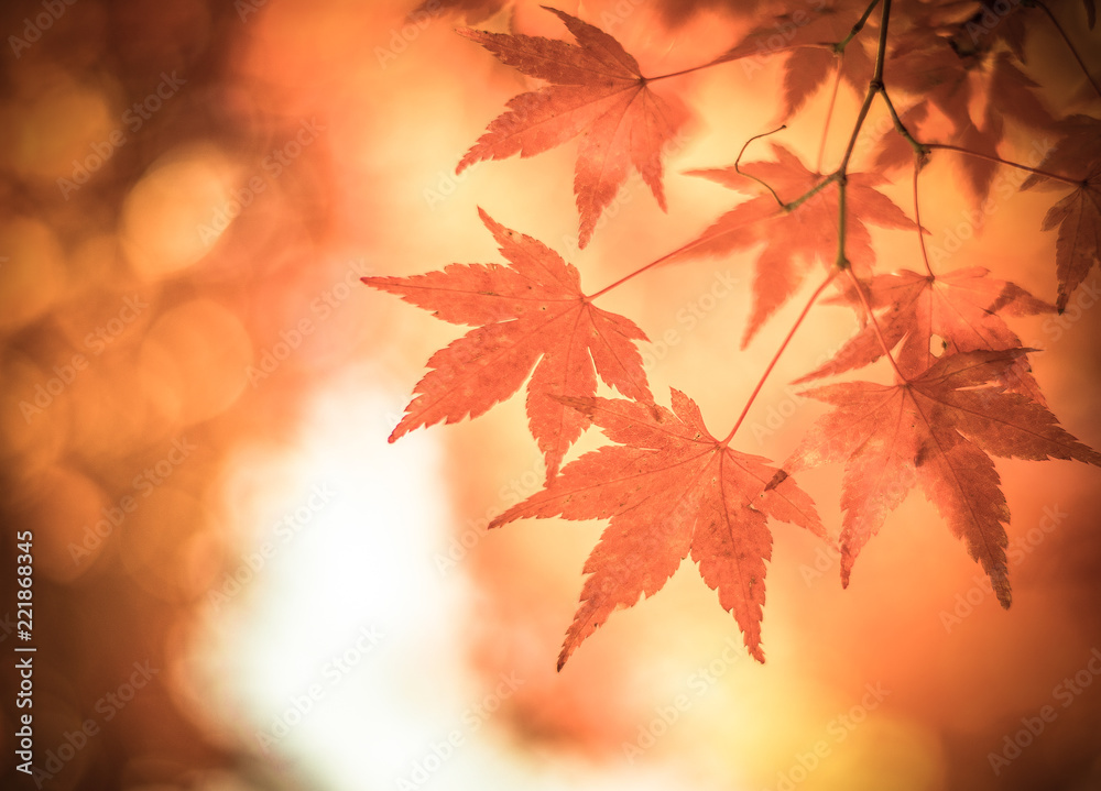 autumn leaves, very shallow focus autumn leaves, very shallow focus