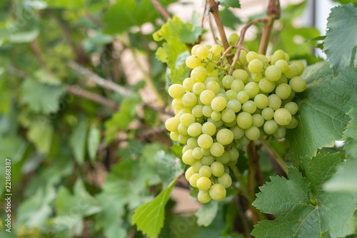 Wallpaper Mural Large cluster of ripe green grapes on a branch in a garden with the copy of space. Torontodigital.ca