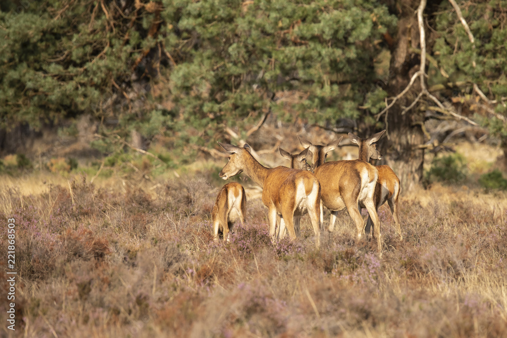 Deer, Red Deer