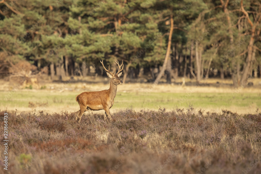 Fototapeta premium Deer, Red Deer