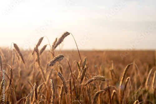 Wheat ears at sunset in the field