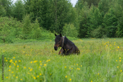 Horse at grass © Pavel