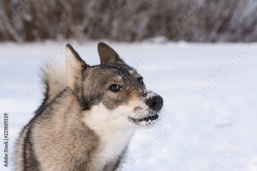 Winter dog