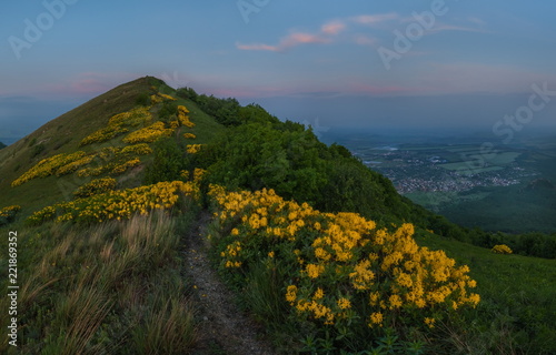 Summer dawn with yellow flowers. Rhododendron yellow in the mountains. Blossoming rhododendron on Mount Beshtau.