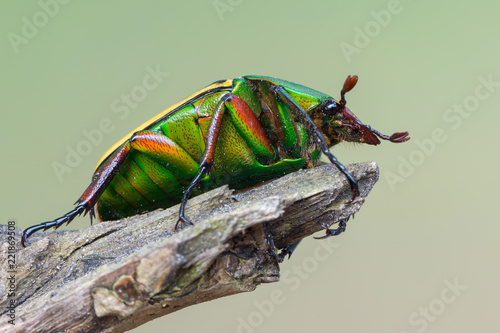 scarab beetle - Coelorrhina hornimani