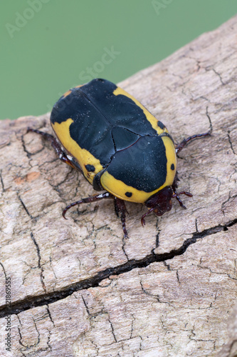 scarab beetle - Pachnoda flaviventris photo