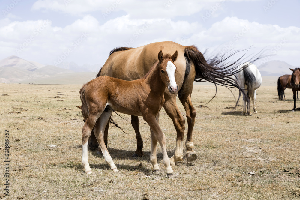 A herd of horses at Song Kul Lake in Kyrgyzstan A herd of horses at Song Kul Lake in Kyrgyzstan