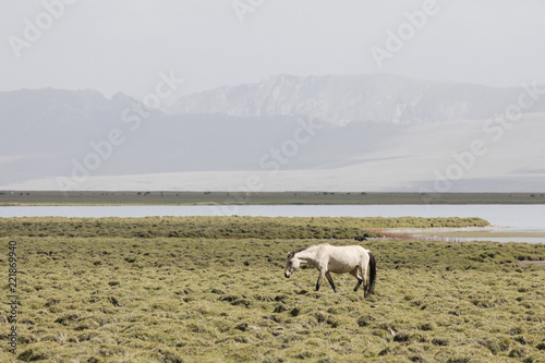 A horse run from Song Kul lake in Kyrgyzstan towards Steppe