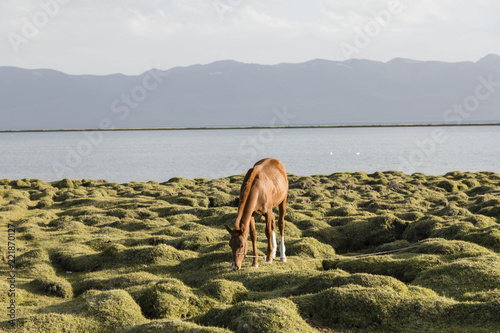 Fototapeta Naklejka Na Ścianę i Meble -  A horse grazes at Song Kul Lake in Kyrgyzstan in the magic evening light