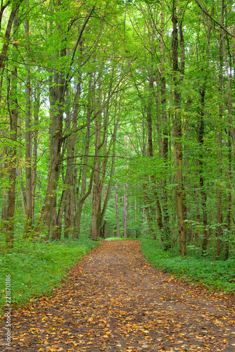 Road in deciduous forest at september.