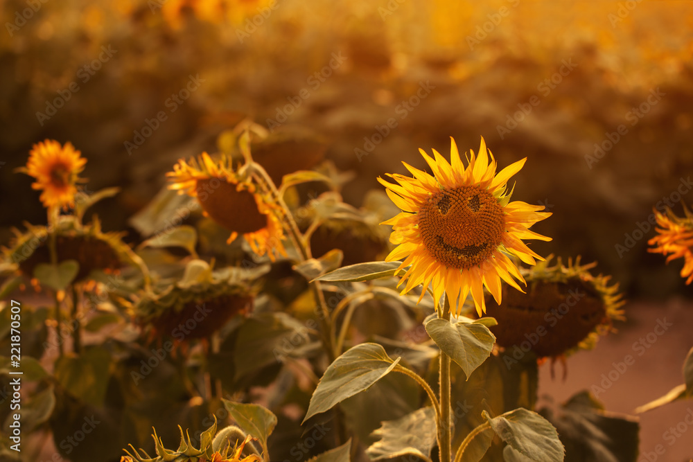 Naklejka premium Closeup sunflower smiling om sunflower field on sunset summer.