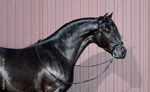 Portrait of black Andalusian horse on striped background.