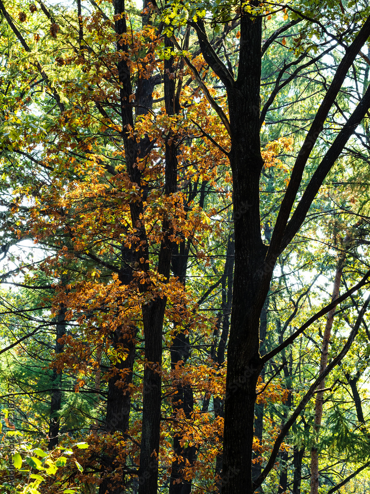 Fototapeta premium brown foliage of oak trees in forest in autumn