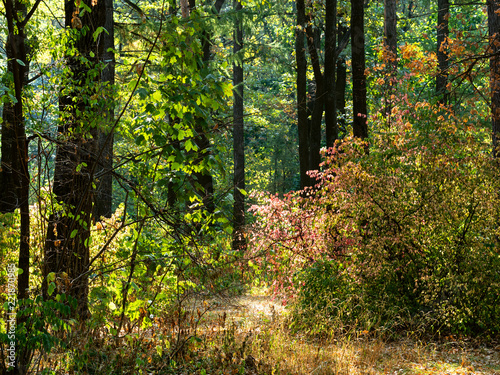 colorful trees and bushes of urban park in autumn