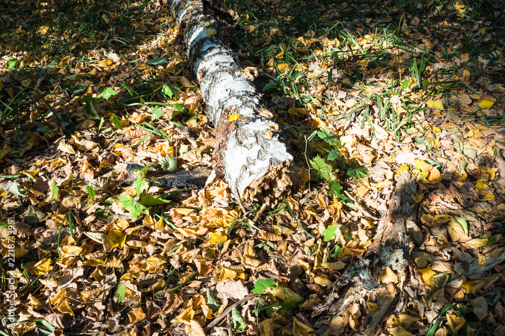 Obraz premium old fallen birch tree on leaf litter in forest