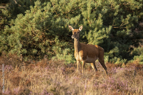 Deer, Red Deer © Gert Hilbink