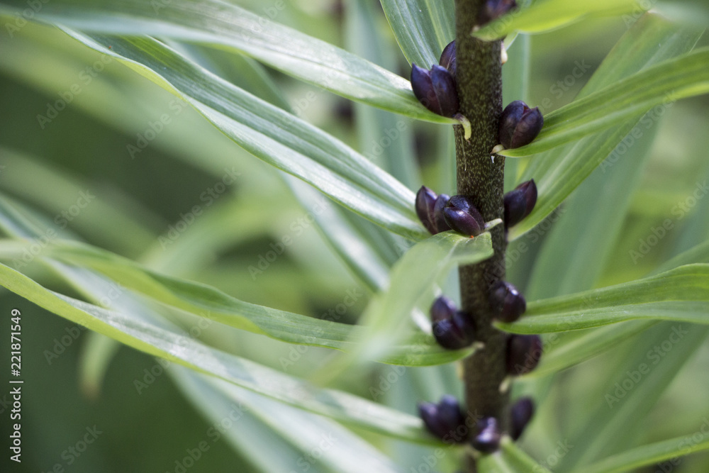Obraz premium Green foliage of lilac, close up and macro leaves photo, botanic background