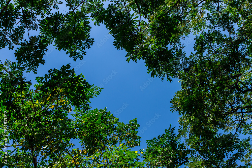 Background of nature