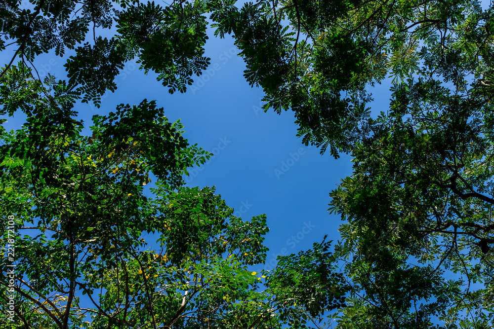 Background of nature Background of nature
