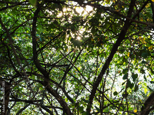 sunlight pass through leaves of old pear trees