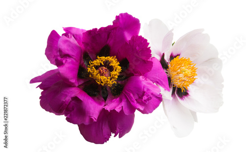 Peony flowers isolated