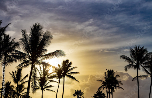 Palm trees silhouetted against beautiful sunlight background in tropical island landscape scene