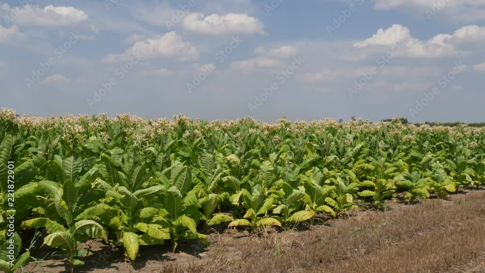 Blossoming tobacco plants in field with sky and clouds, late summer Blossoming tobacco plants in field with sky and clouds, late summer