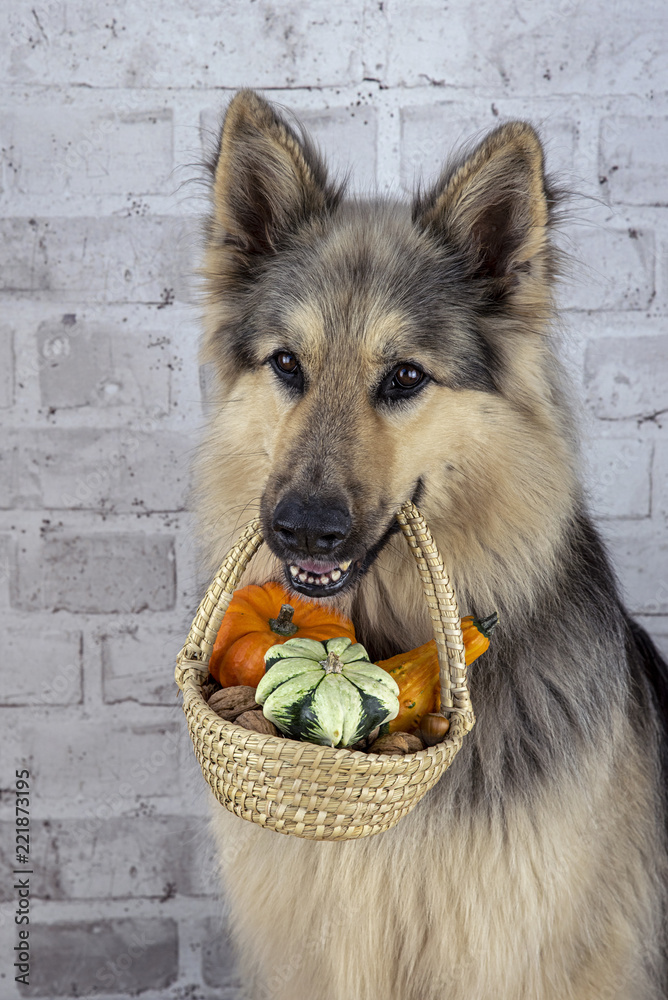 Puppy carrying basket 2025