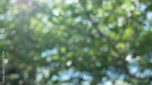 Beautiful green leaf nature background out of focus video footage, bright bokeh abstract blurred, summer season trees swinging slowly moving soft breeze.