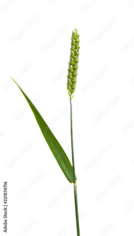 green wheat ear isolated green wheat ear isolated