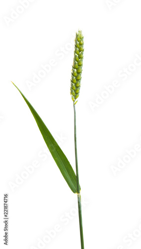 green wheat ear isolated
