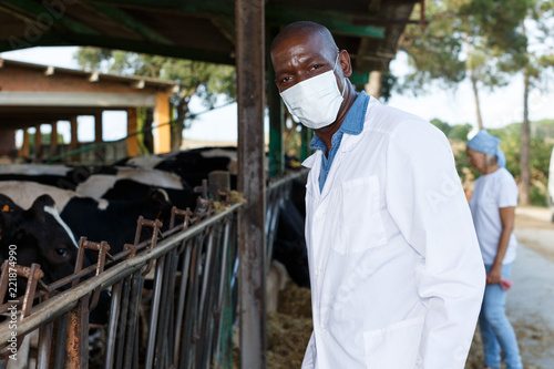 Veterinarian inspecting cows in dairy farm