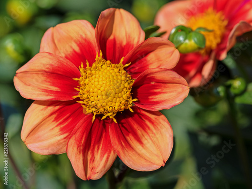 Fototapeta Naklejka Na Ścianę i Meble -  Blühende Dahlien im Garten