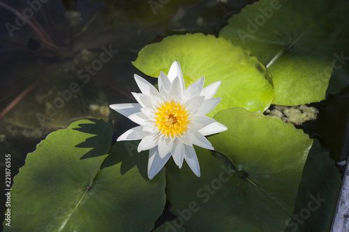 White Water lily flower in pond, top view photo