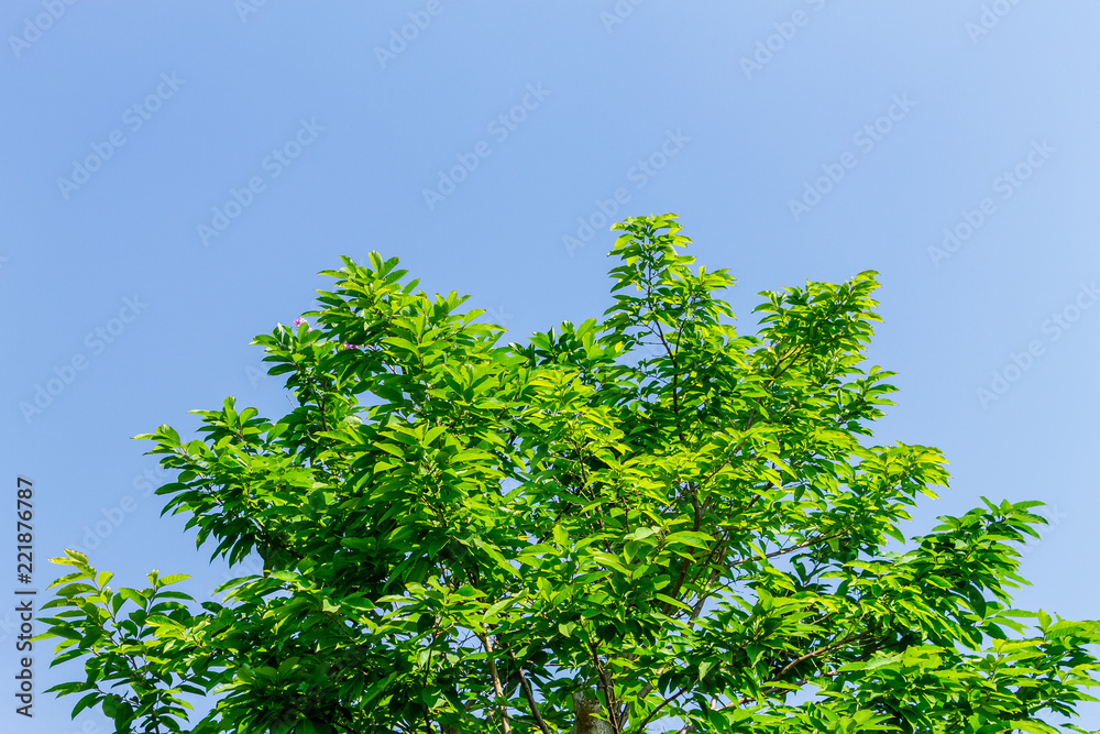 Background of nature