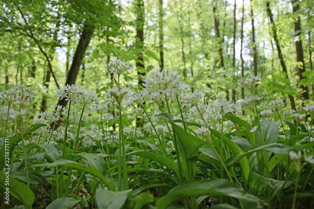 Obraz premium Bärlauch im Wald