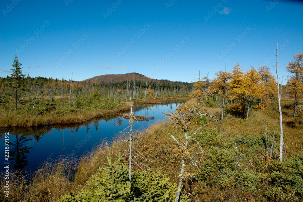 Fototapeta premium Adirondack Stream