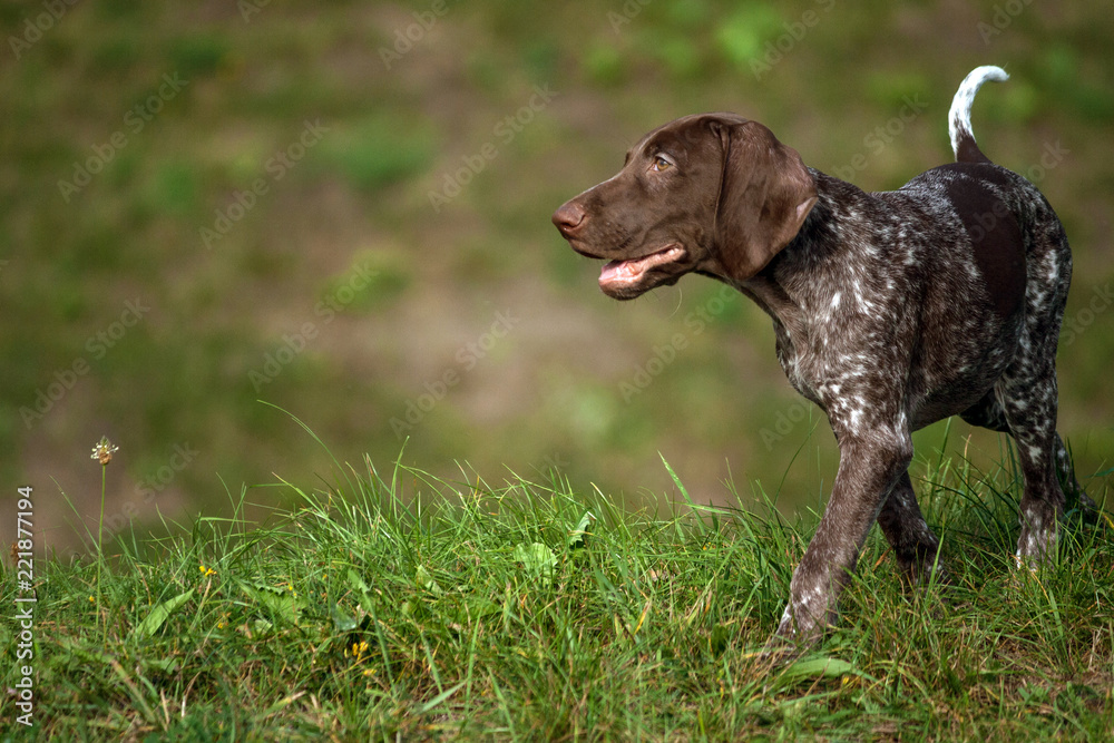 german shorthaired pointer, kurtshaar one brown spotted puppy walking on the green grass in the evening, the dog is located on the right side of the picture