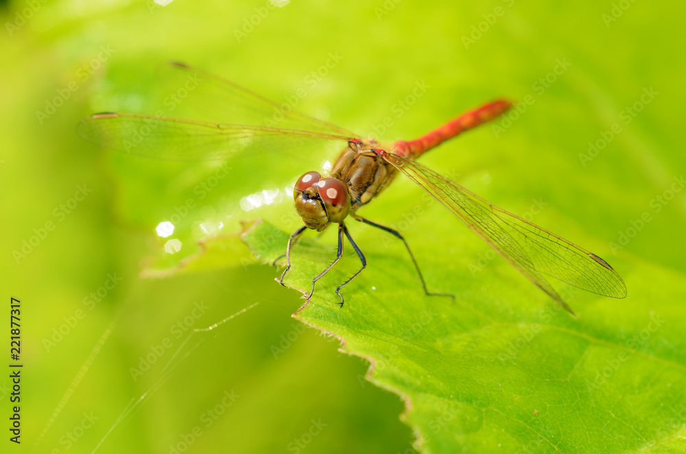 Dragonfly sitting on the stem of the plant. Dragonfly sitting on the stem of the plant.