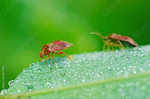 фотографія the bedbug sits on a leaf.