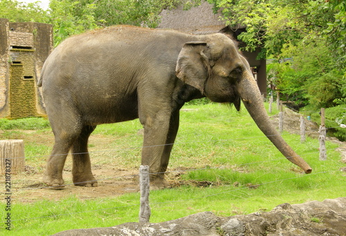 A portrait picture of asian elephant