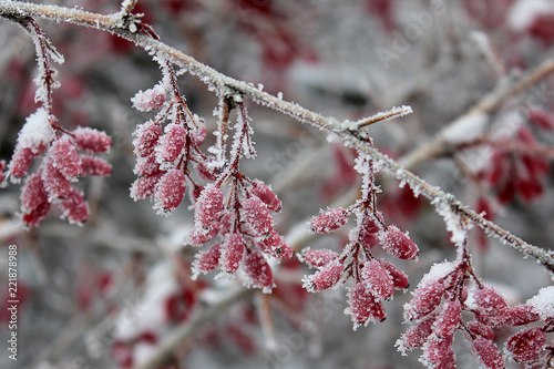 Red barberry (Berberis vulgaris, Berberis thunbergii, Latin Berberis Coronita) on cold snowy day. Frozen branch of barberry against a background of white snow in winter.