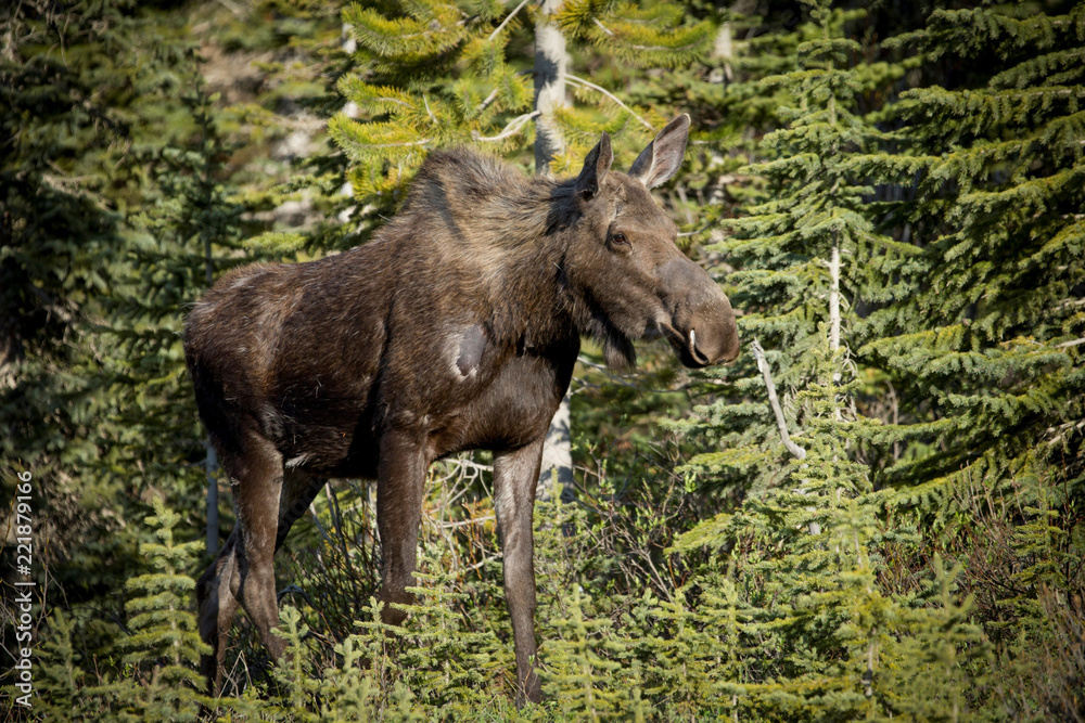 Fototapeta premium Moose young female.