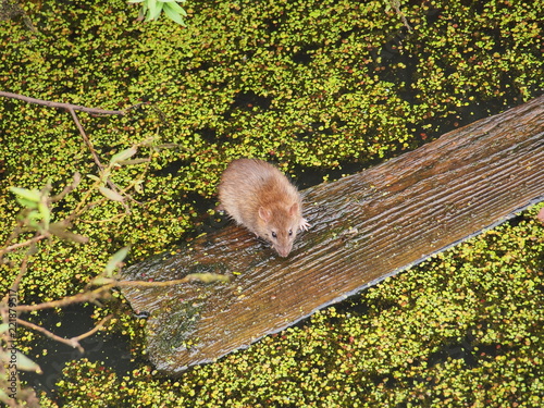 The rat got out of the water on a floating piece of wood.